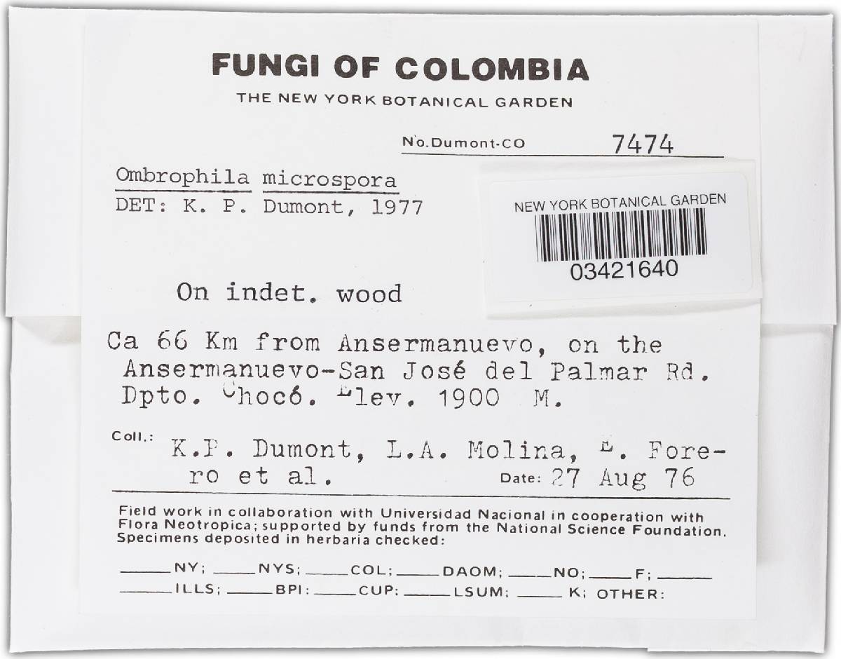 Ombrophila microspora image