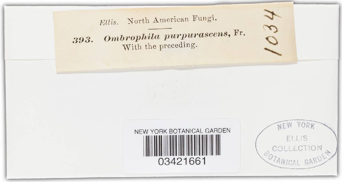 Ombrophila purpurea image