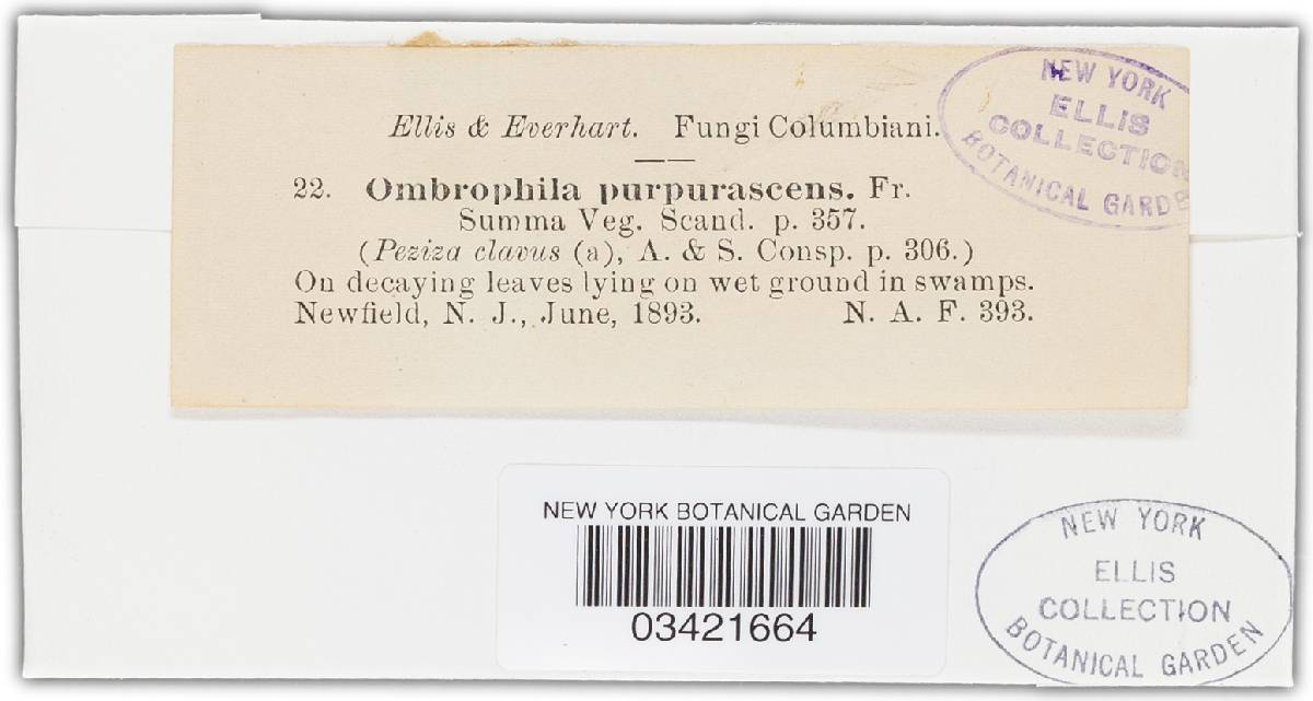 Ombrophila purpurea image