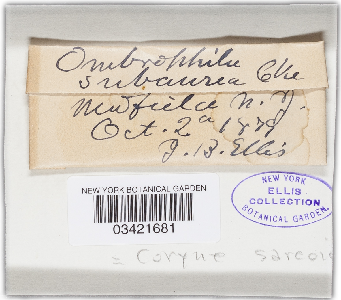 Ombrophila subaurea image