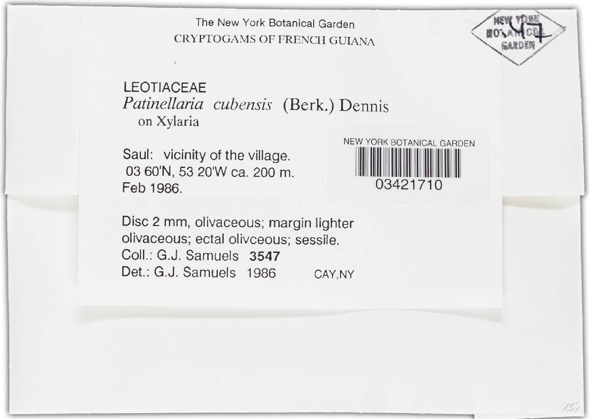 Patinellaria cubensis image