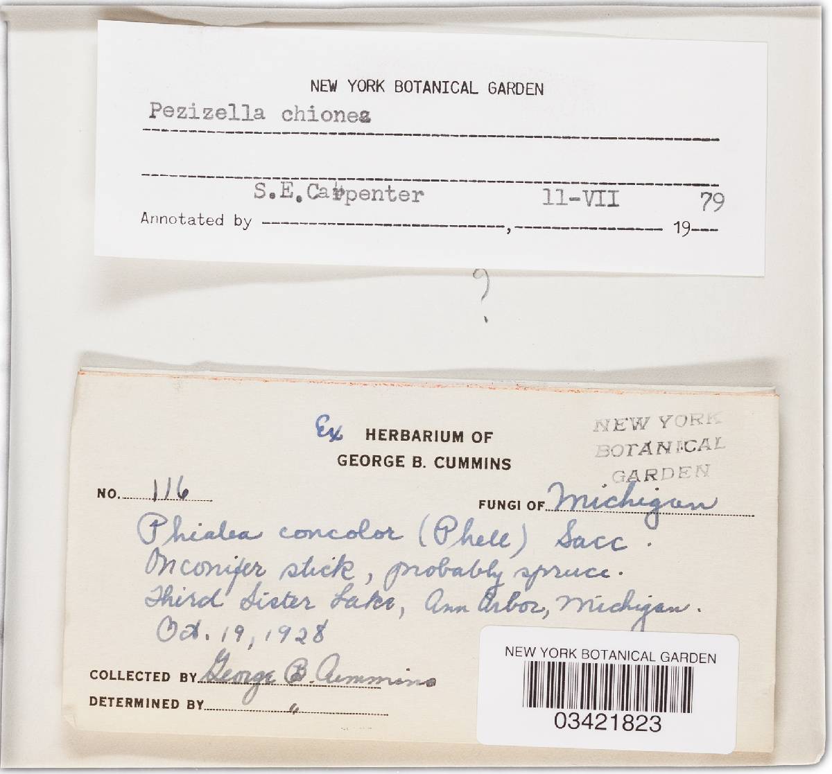 Pezizella chionea image