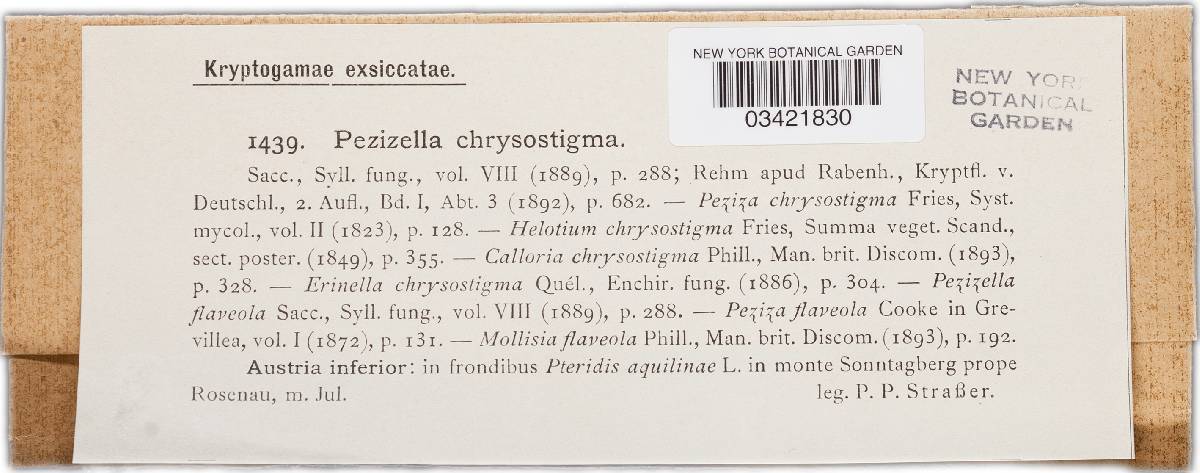 Psilachnum chrysostigma image