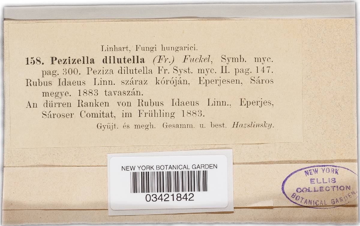 Hyalinia dilutella var. dilutella image
