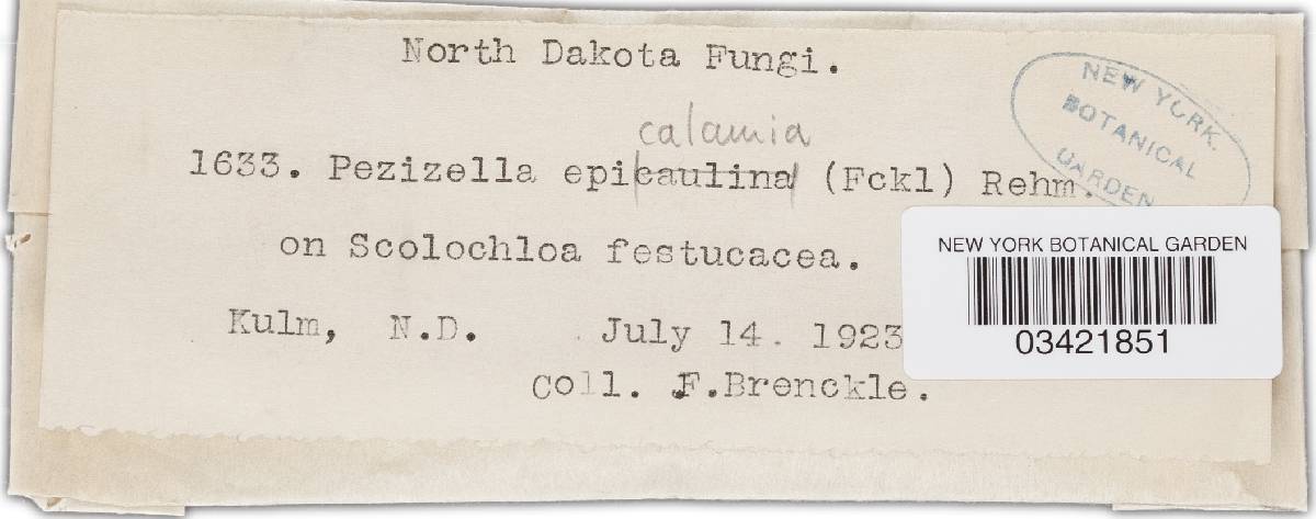 Pezizella epicalamia image