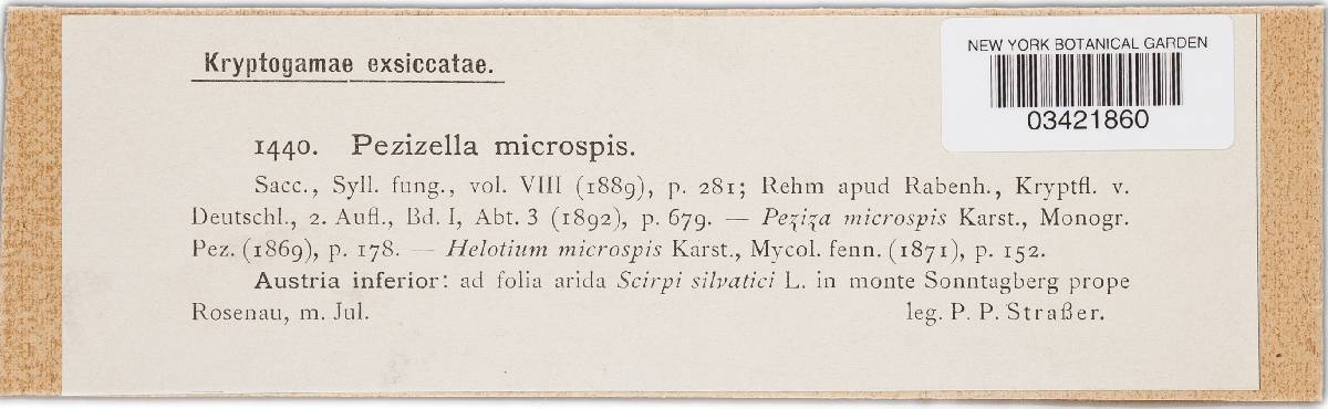 Calycellina microspis image