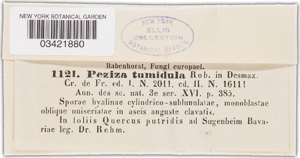 Hyalinia tumidula image