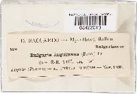 Bulgaria inquinans image
