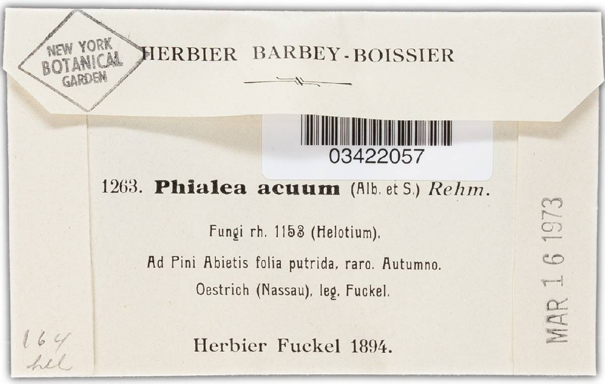 Phialea acicularum image