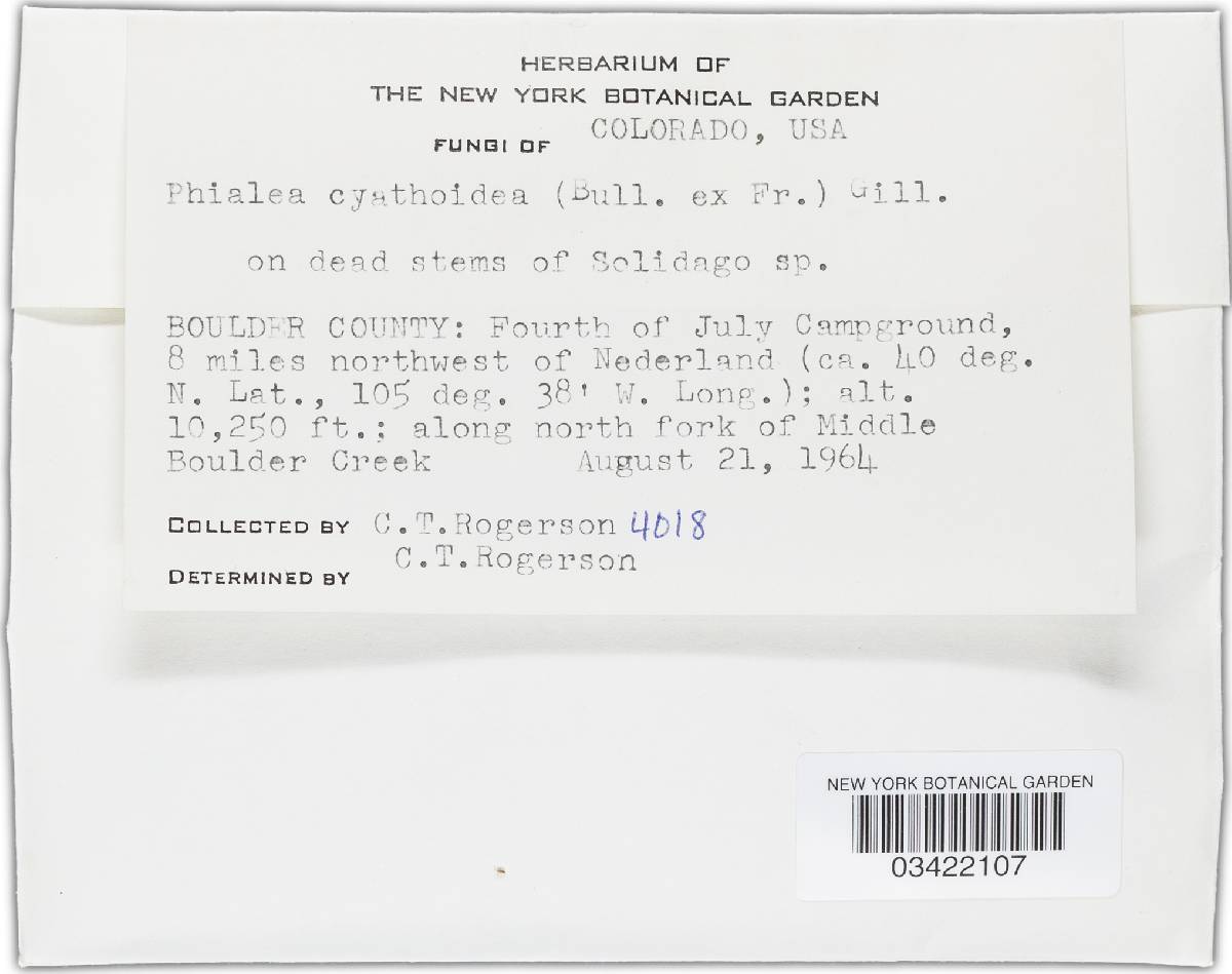 Crocicreas image