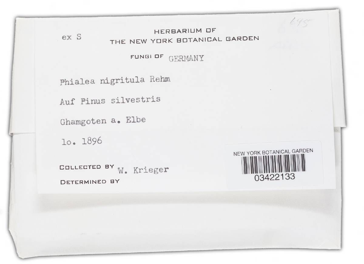 Phialea nigritula image