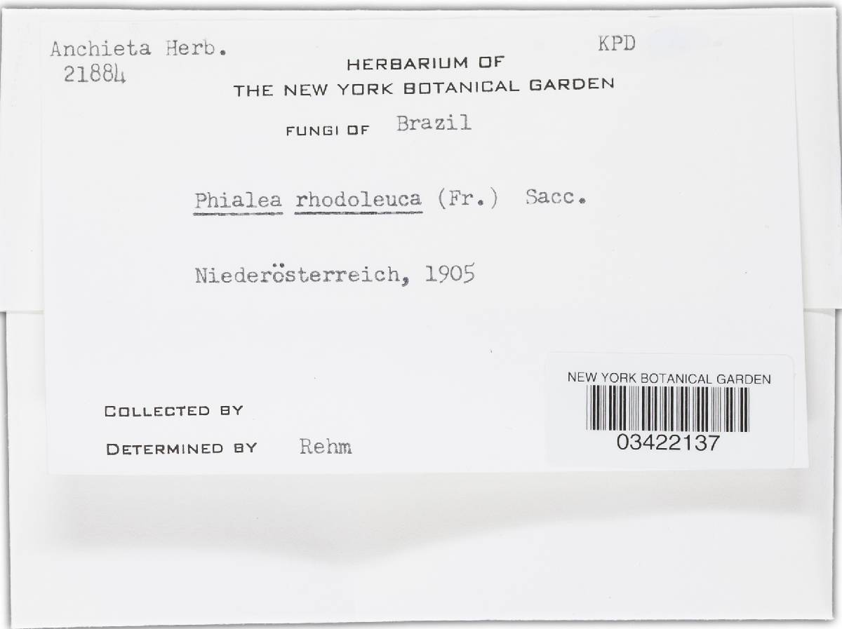 Roseodiscus rhodoleucus image