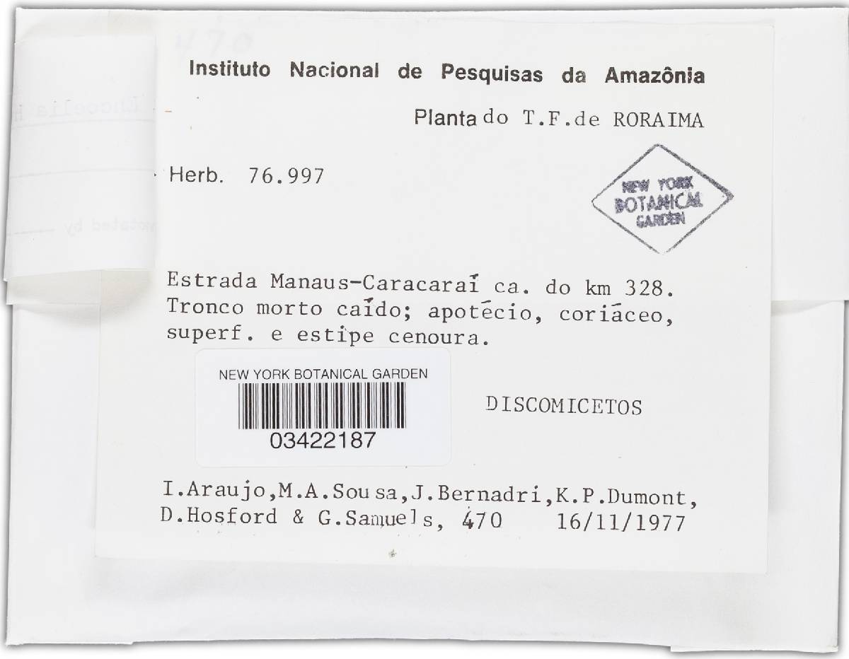 Phibalis heteromera image