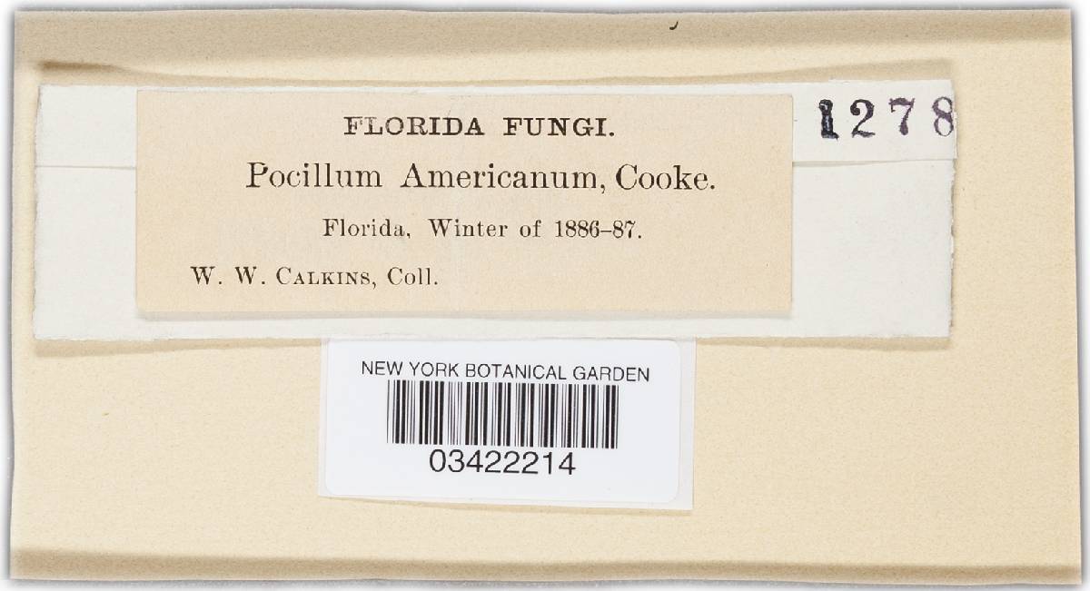Pocillum americanum image