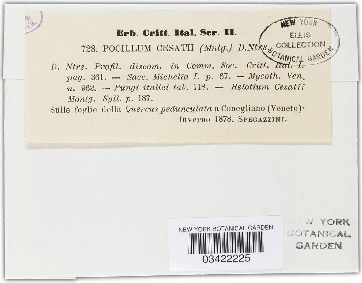 Pocillum image