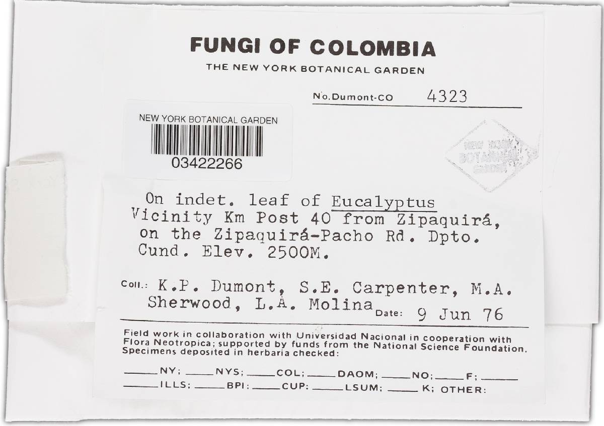 Polydesmia fructicola image