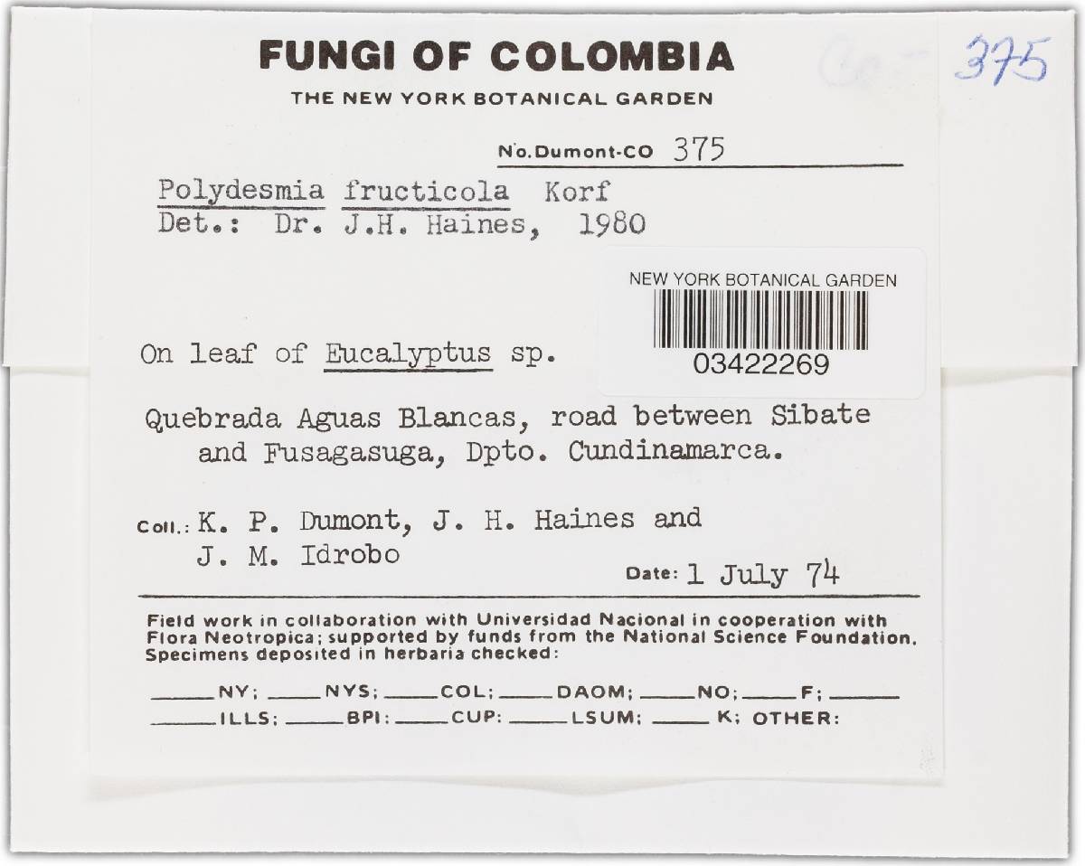 Polydesmia fructicola image