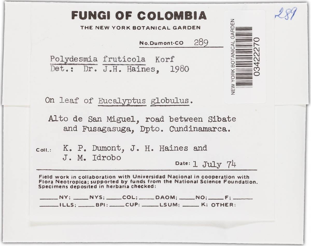 Polydesmia fructicola image