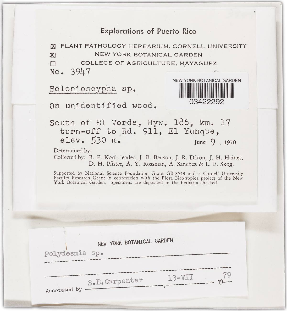 Polydiscidium image