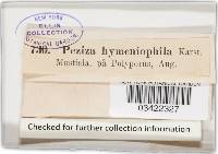 Hyphodiscus hymeniophilus image