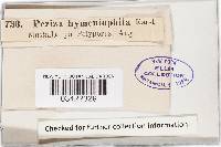 Hyphodiscus hymeniophilus image