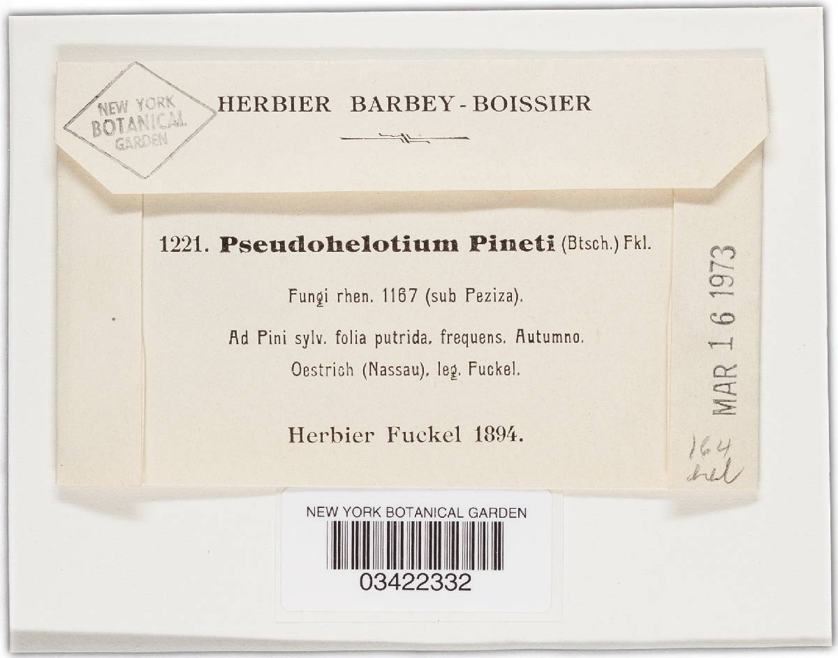Pseudohelotium pineti image