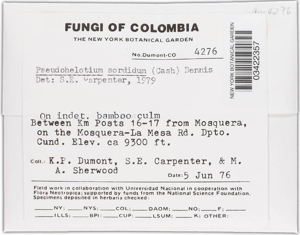Strossmayeria image