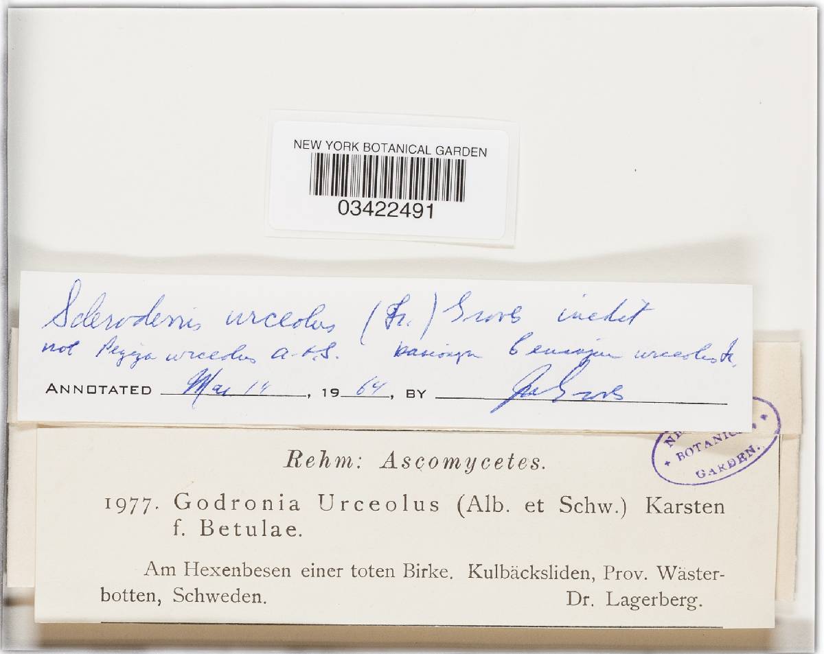 Godronia urceolus image