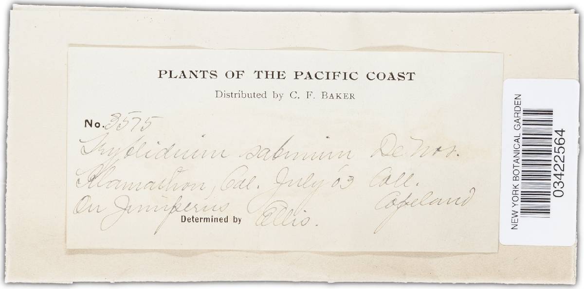 Triblidiaceae image