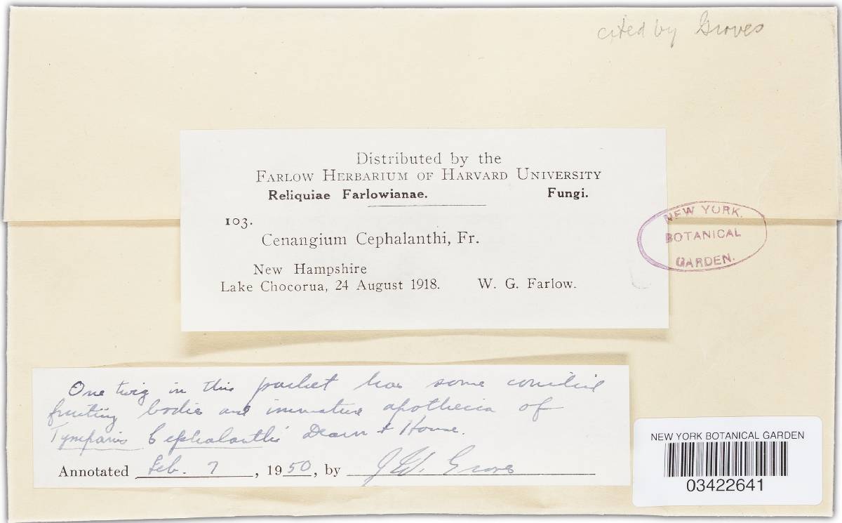 Tympanis cephalanthi image