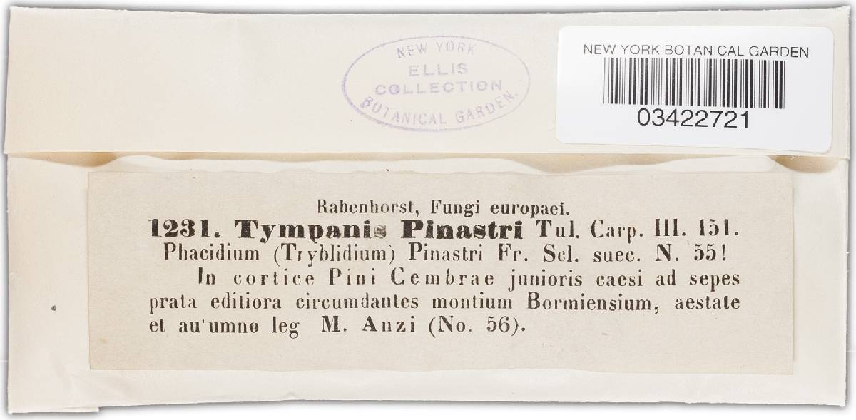 Tympanis hypopodia image