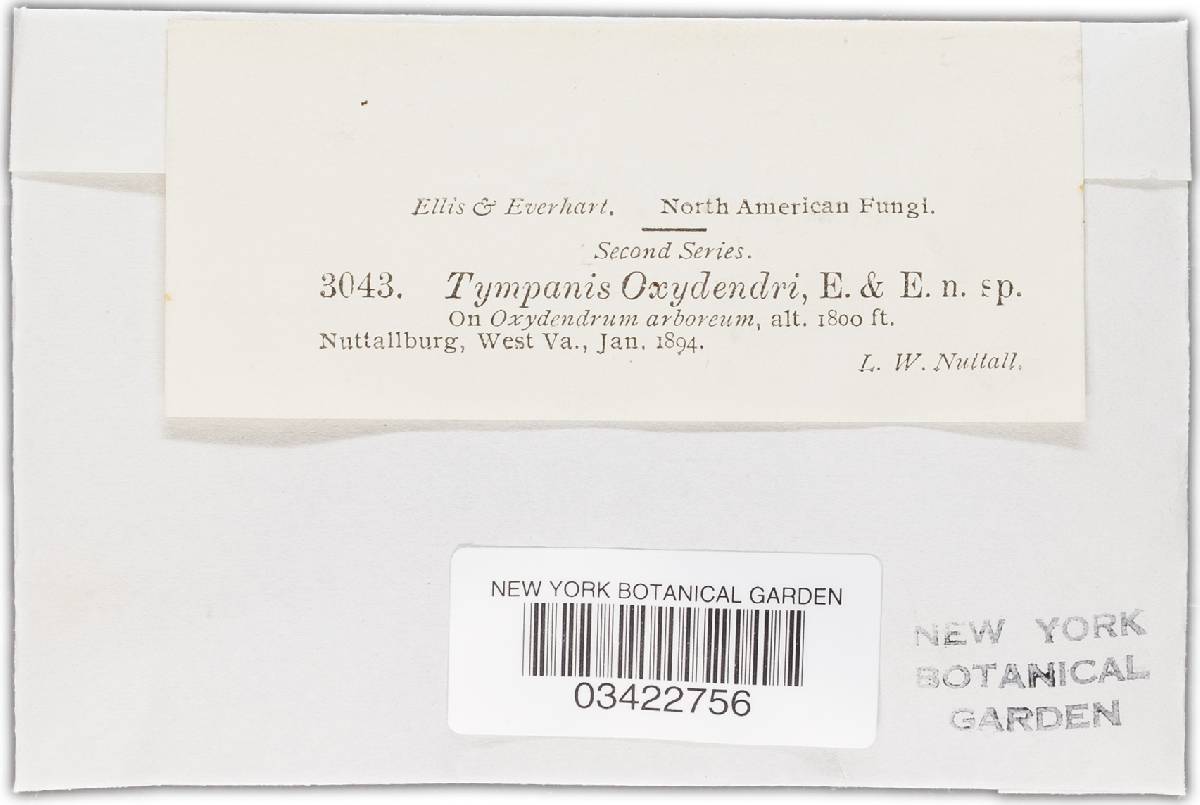 Tympanis oxydendri image