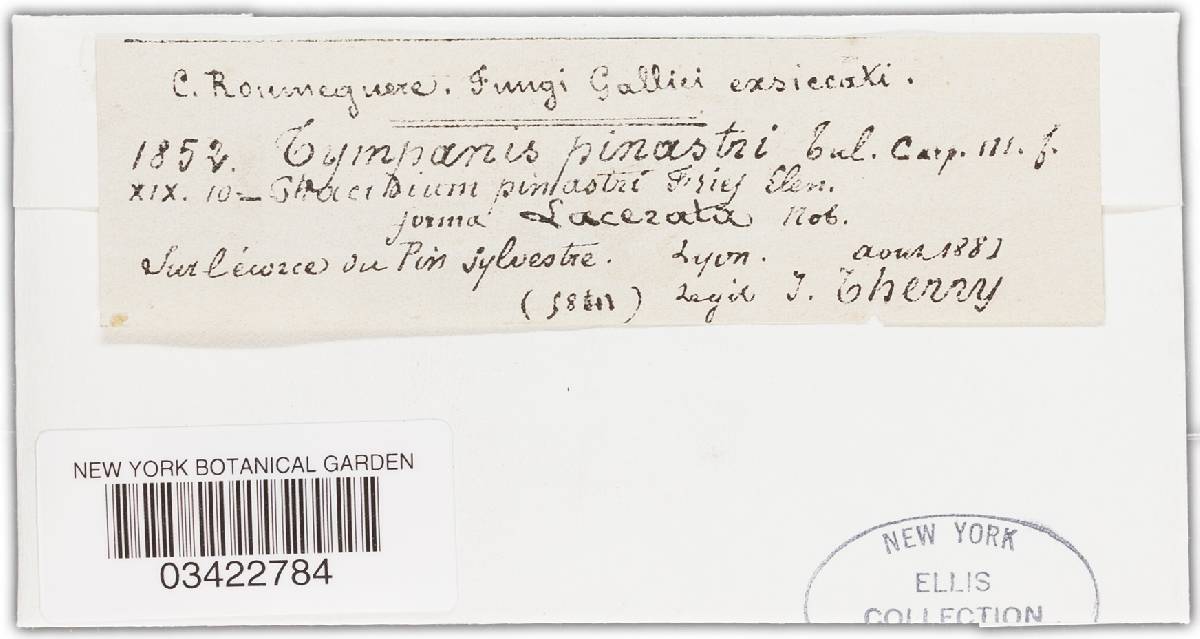 Tympanis image