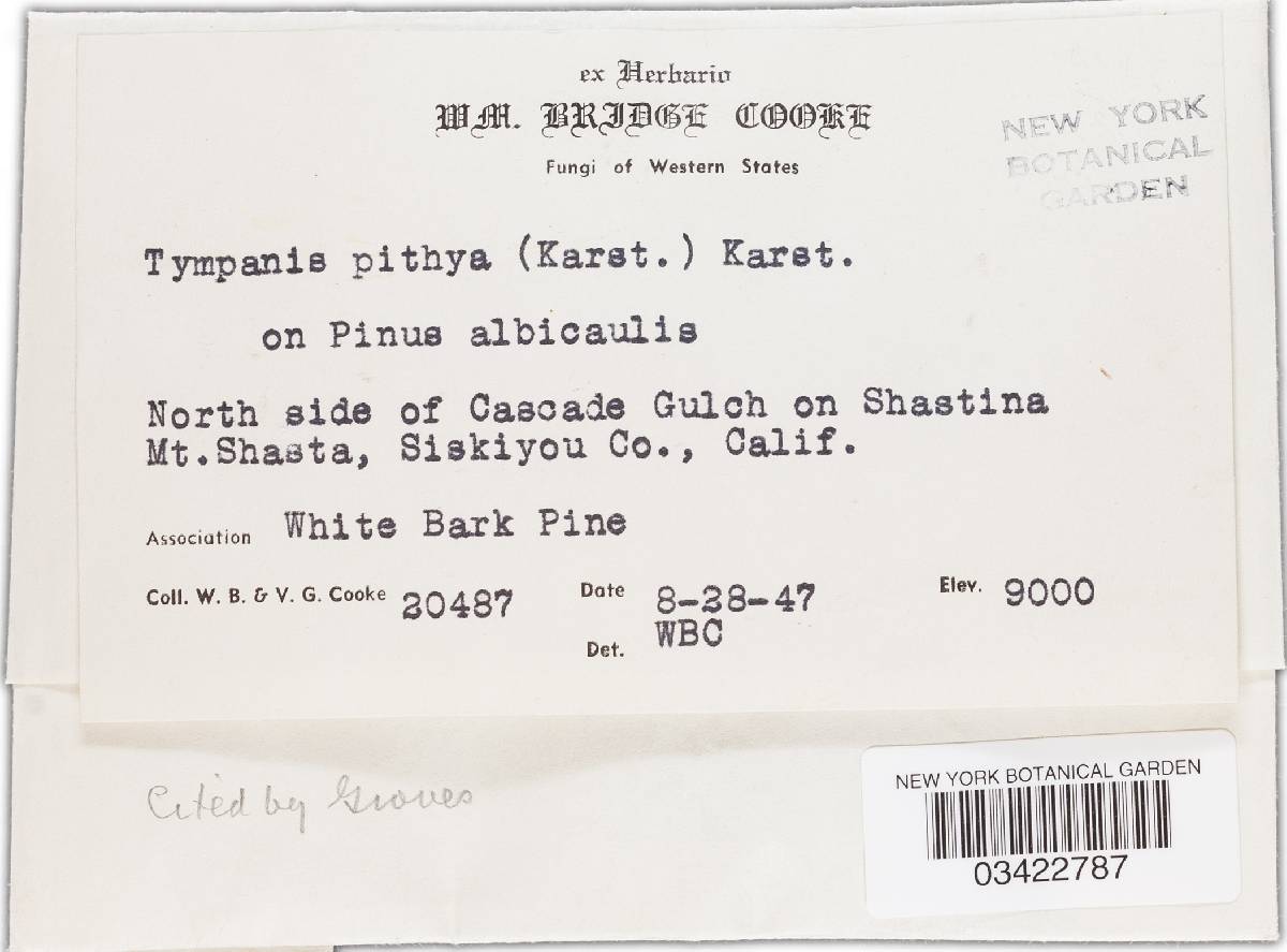 Tympanis pithya image
