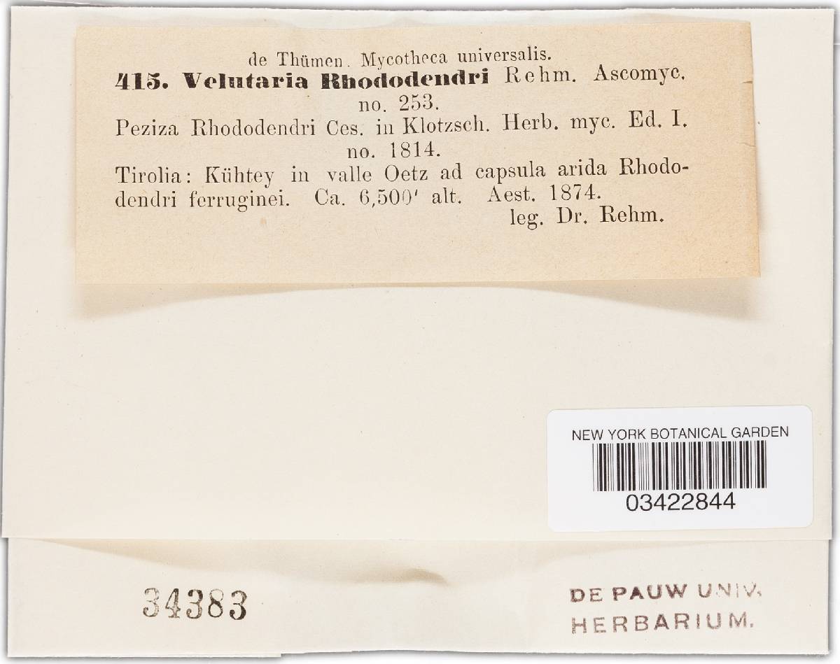Velutaria rhododendri image