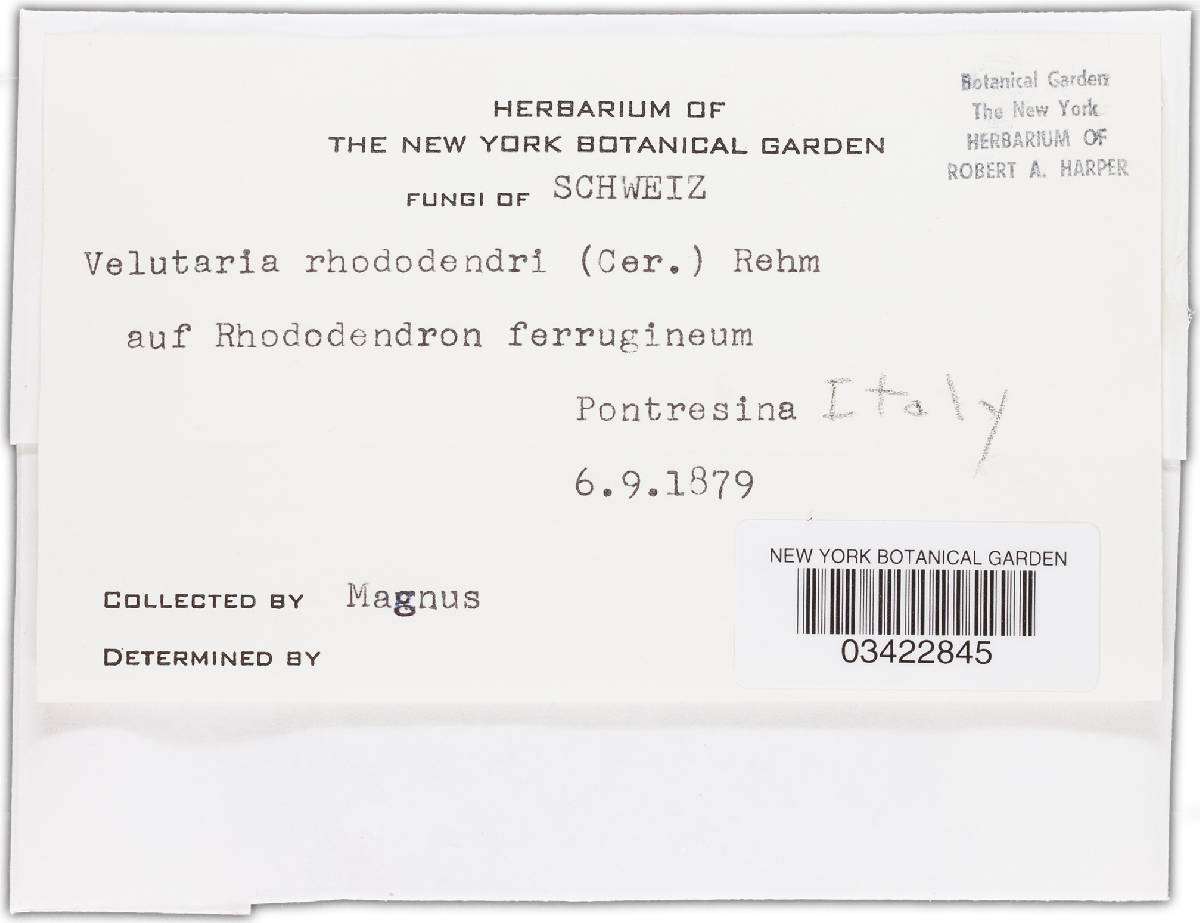 Velutaria rhododendri image