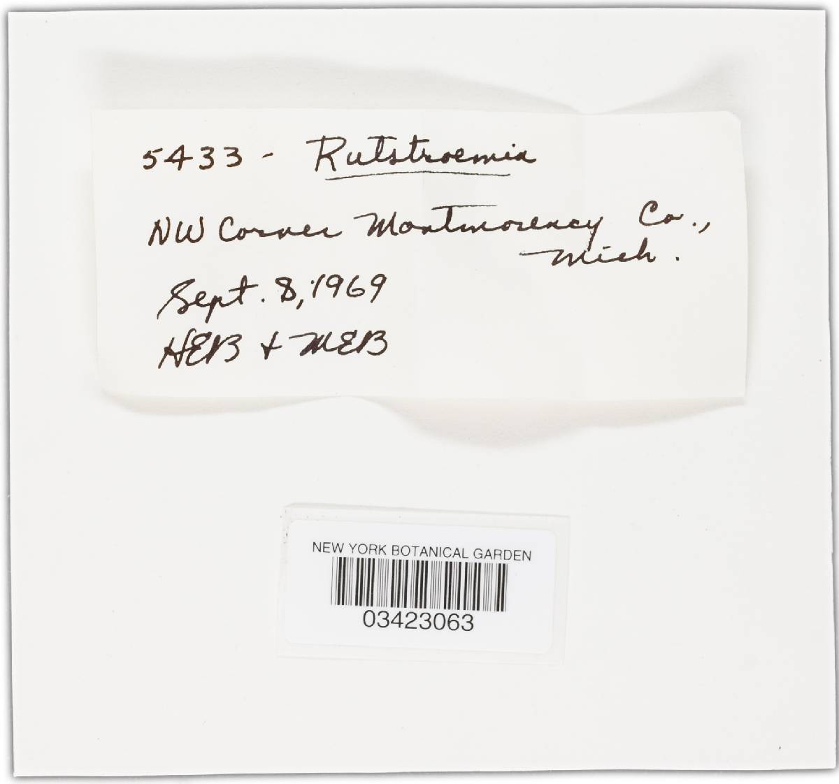 Rutstroemia image