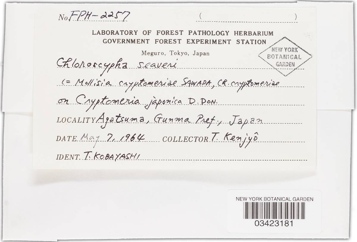 Chloroscypha seaveri image