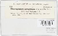 Chlorociboria aeruginosa image