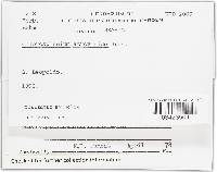 Chlorosplenium atroviride image