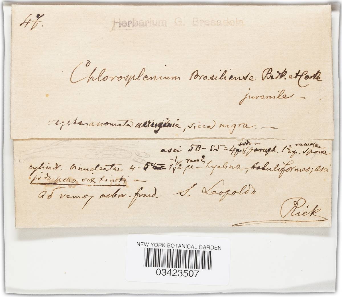 Chlorosplenium brasiliense image