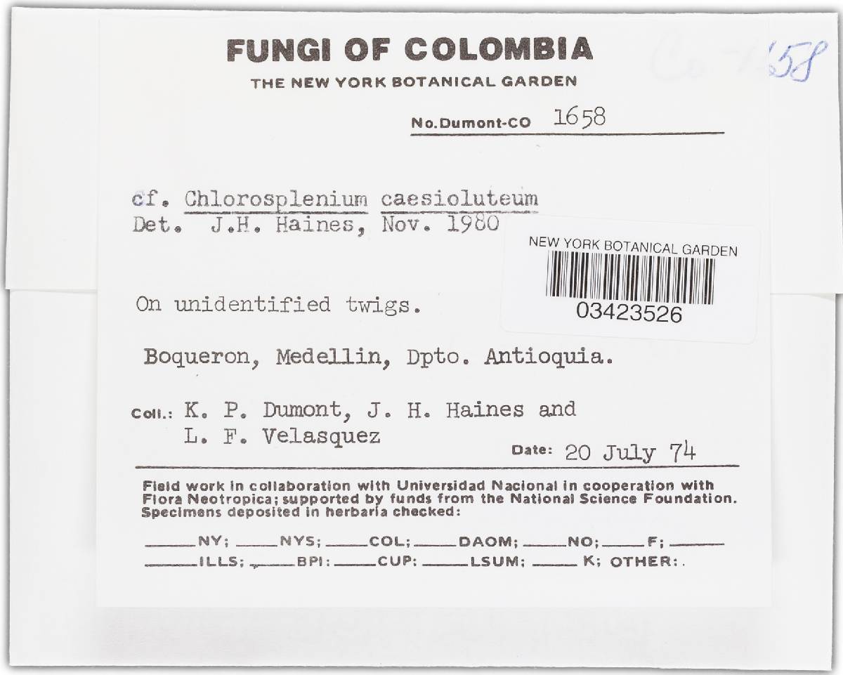 Chlorosplenium caesioluteum image