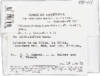 Chlorosplenium hypochlorum image