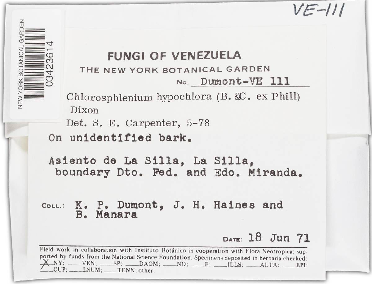 Chlorosplenium hypochlorum image