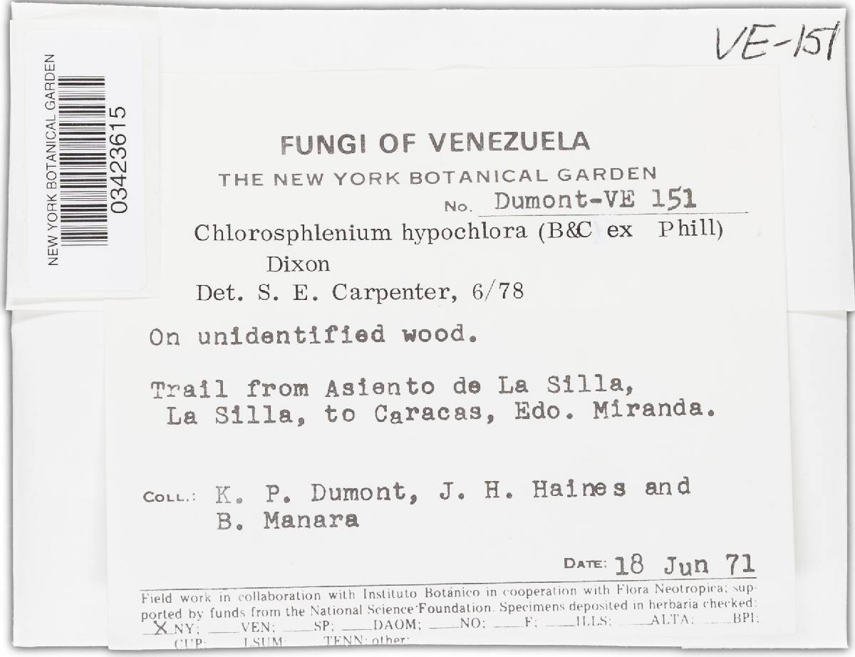 Chlorosplenium hypochlorum image