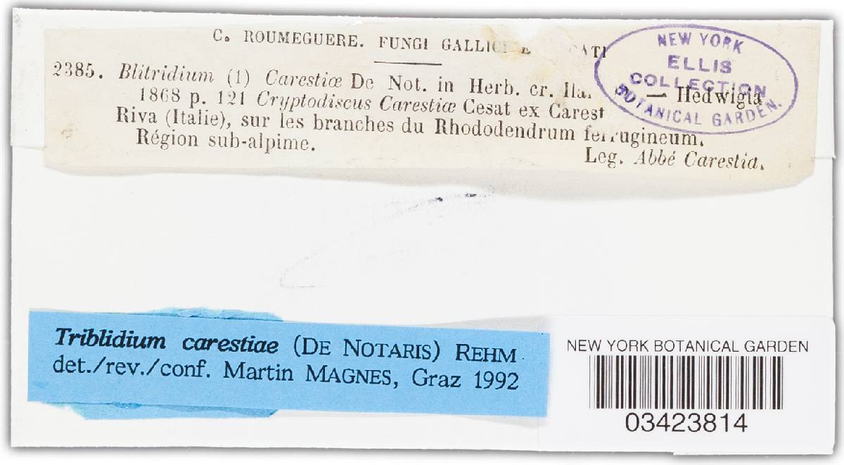Durella carestiae image