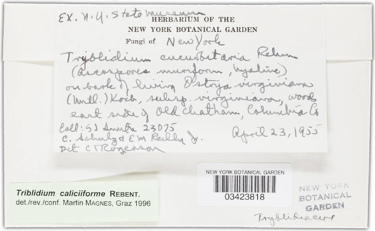 Triblidium caliciiforme image