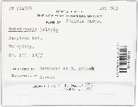 Rutstroemia bolaris image
