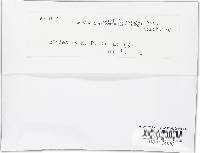 Rutstroemia bolaris image