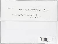 Rutstroemia bolaris image